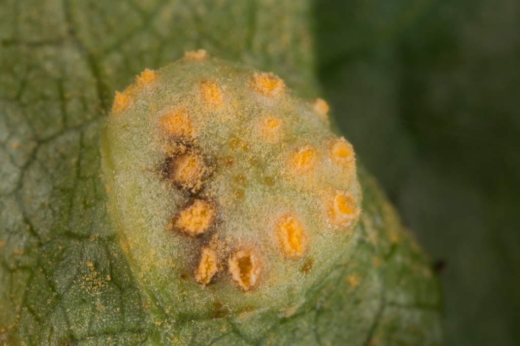 Alexanders Rust