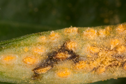 Alexanders Rust