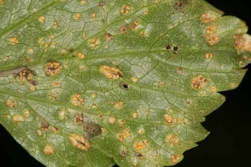 Alexanders Rust