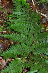 Leptolepia novae-zelandiae