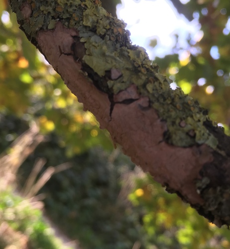 Oak Crust