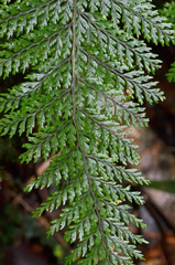 Leptolepia novae-zelandiae