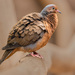 Socorro Dove - Photo (c) Mark Sikking, some rights reserved (CC BY-NC-ND), uploaded by Mark Sikking
