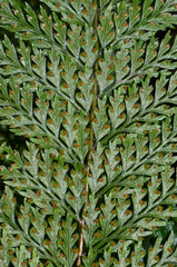 Leptolepia novae-zelandiae