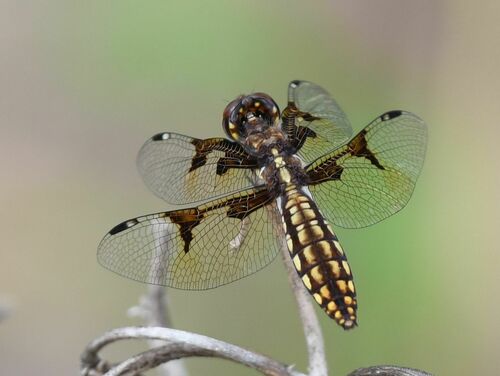 Silver Widow