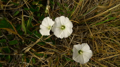 Convolvulus waitaha