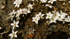 Montia campylostigma