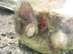 Diloma subrostratum