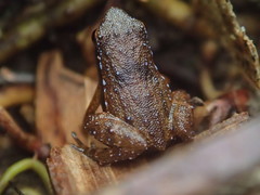 Sechellophryne gardineri