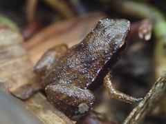 Sechellophryne gardineri