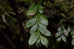 Tmesipteris lanceolata