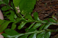 Tmesipteris lanceolata