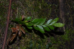 Tmesipteris lanceolata