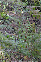 Hypolepis dicksonioides