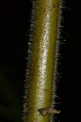 Hypolepis dicksonioides