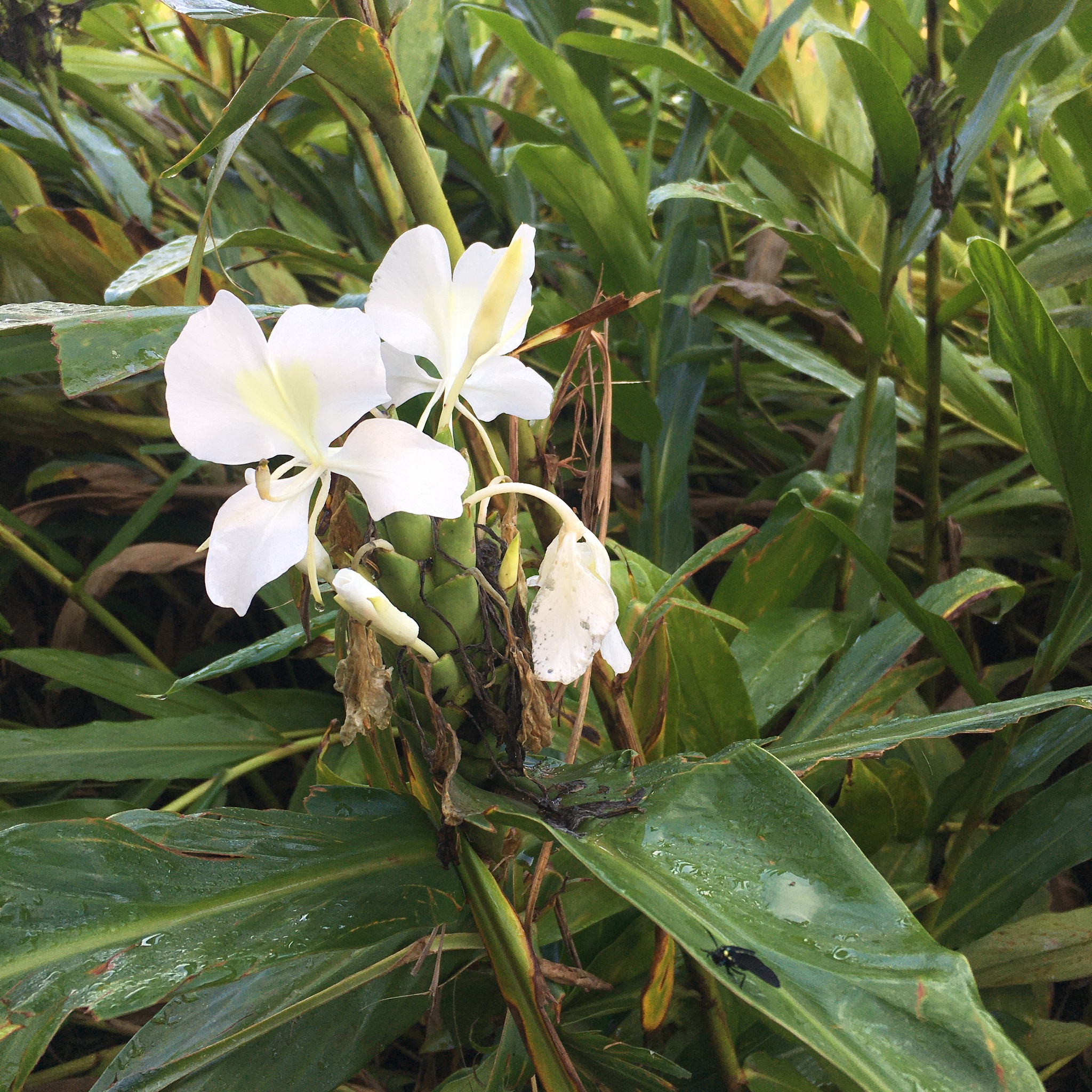 Hedychium coronarium