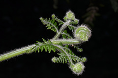 Hypolepis dicksonioides