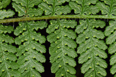 Hypolepis dicksonioides