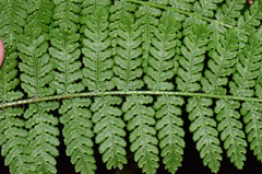 Hypolepis dicksonioides