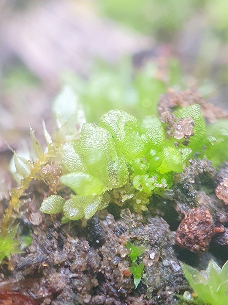 Sphaerocarpos europaeus from Lodge Farm, Felmingham, North Walsham NR28