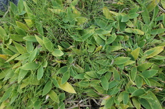 Thuarea involuta