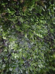 Trichomanes beccarianum