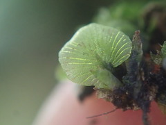 Trichomanes beccarianum