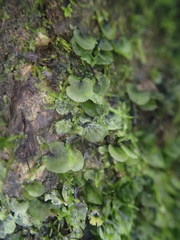 Trichomanes beccarianum