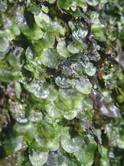 Trichomanes beccarianum