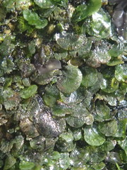 Trichomanes beccarianum