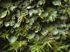 Trichomanes beccarianum