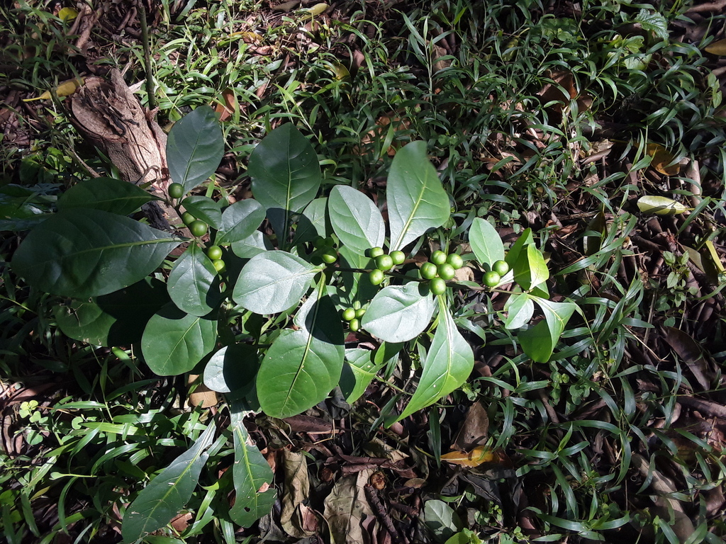 Twoleaf Nightshade From Umbilo Berea 4001 South Africa On May 1 twoleaf-nightshade-from-umbilo-berea-4001-south-africa-on-may-1