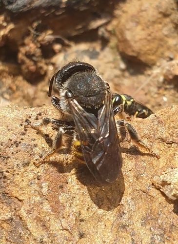 Bathanthidium binghami · iNaturalist