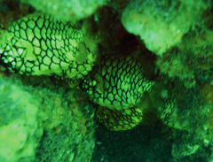 Cleidopus gloriamaris