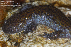 Hynobius leechii