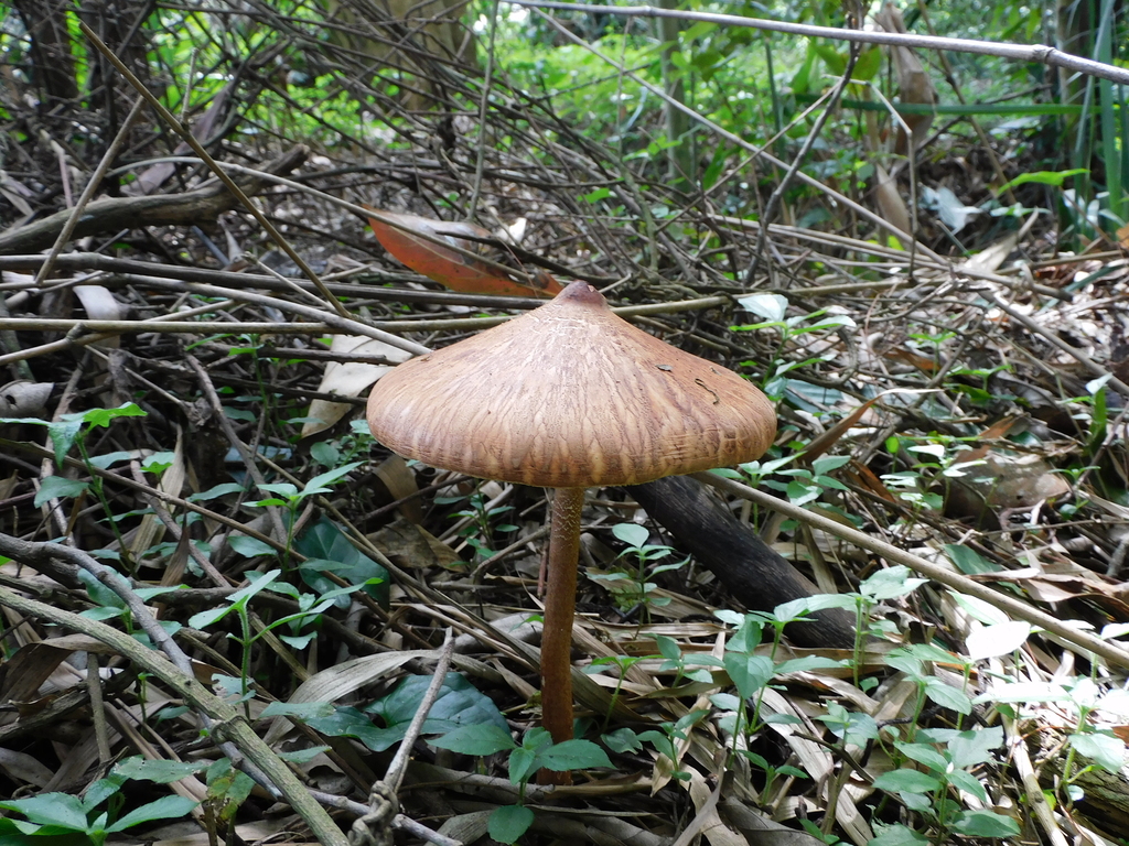 Macrolepiota capelariae