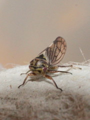 Oncopsis flavicollis
