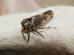 Oncopsis flavicollis