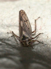 Oncopsis flavicollis