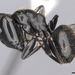 Camponotus vividus - Photo (c) California Academy of Sciences, 2000-2010, algunos derechos reservados (CC BY-NC-SA)