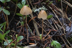 Psilocybe pelliculosa