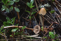 Psilocybe pelliculosa