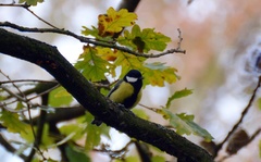 Parus major