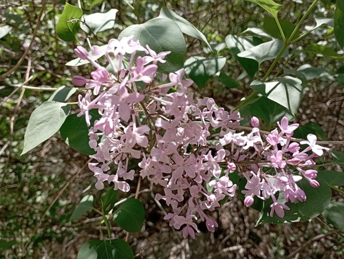 Syringa oblata, photographed by an iNaturalist contributor