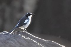 Angola Cave Chat photo 2