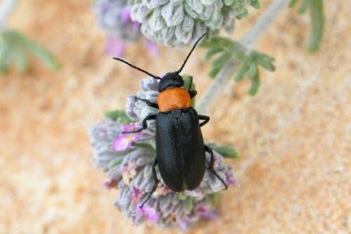 Zonitis fernancastroi