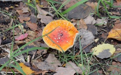 Amanita muscaria