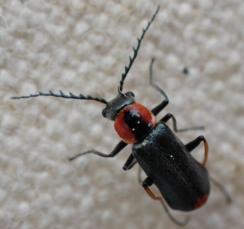 Malachius horni
