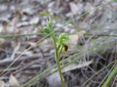 Pterostylis gibbosa