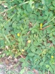 Arachis duranensis